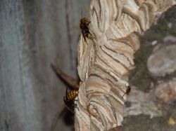 Obsternte Und Maischen 2012 13